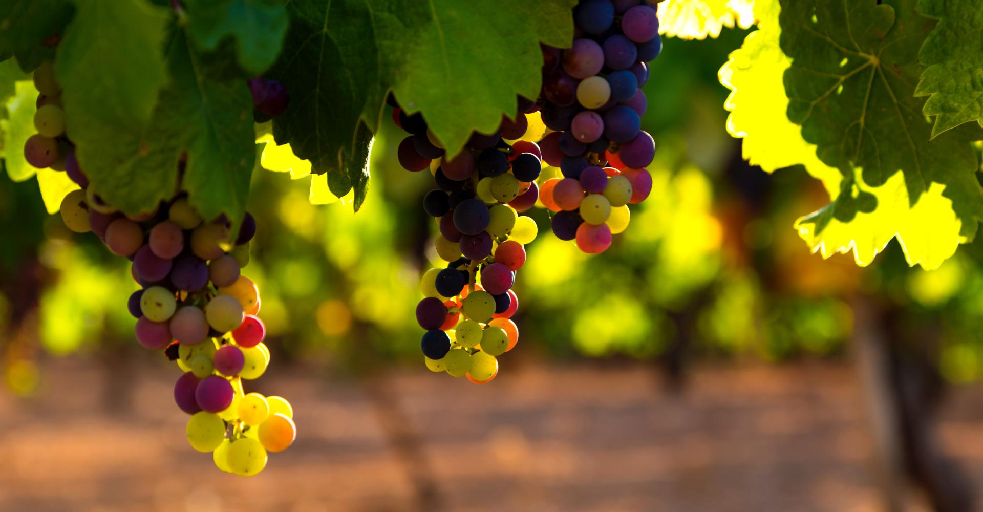 Grapes ripening on the vine